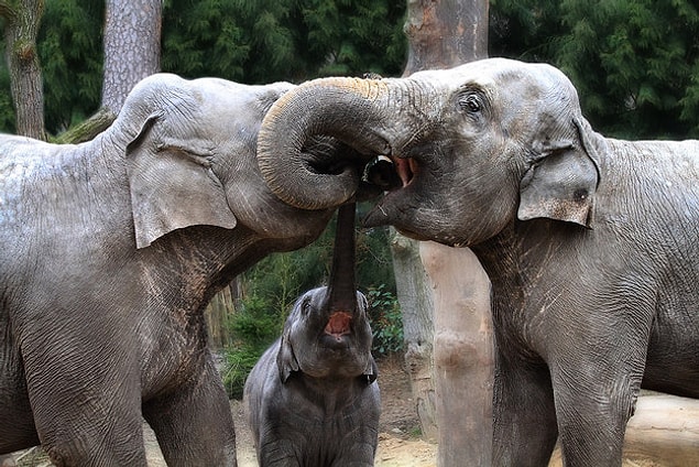16. And here's the world's cutest elephant family!