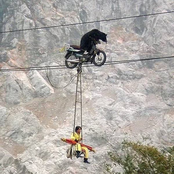 15. Ничего необычного... Просто китайский канатоходец решил прокатиться над пропастью, прицепившись к мотоциклу, которым управлял медведь.