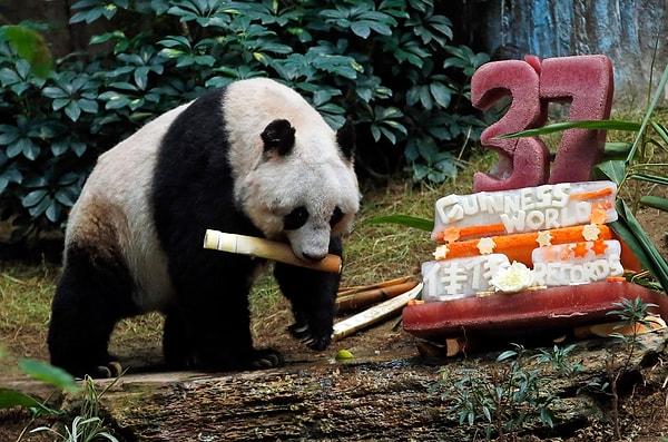Sebze ve buzdan oluşan doğum günü pastasına nerdeyse hiç dokunmayan Jia Jia, her zamanki favori yemeği bambuyu yemişti.