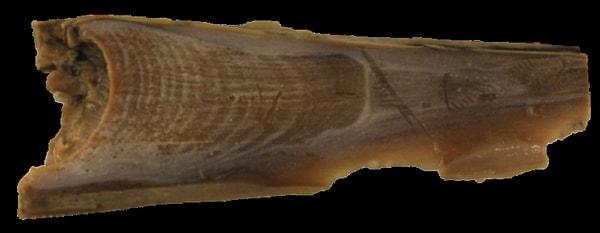 2. Balinaların yaşı 25 cm'lik kulak kiri tıkacındaki halkaları sayarak öğrenilebilir.