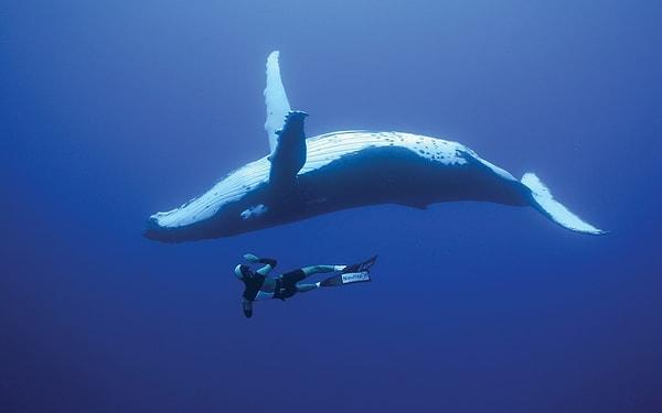 4. Mavi balinanın ağzındaki su neredeyse vücudunun tamamının ağırlığı kadar gelir.