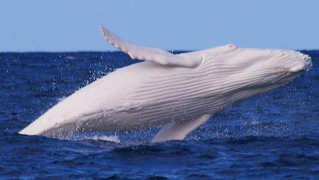 8. Dünyada bilinen sadece bir tane tamamen beyaz kambur balina vardır.