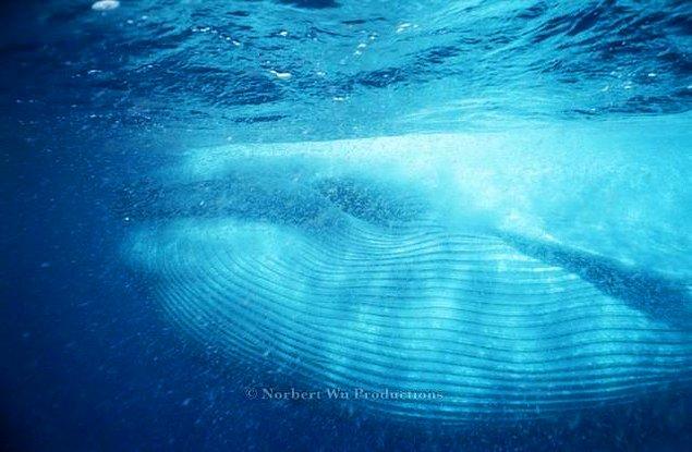 12. Mavi balinaların dili fil ağırlığına denk gelebilir.