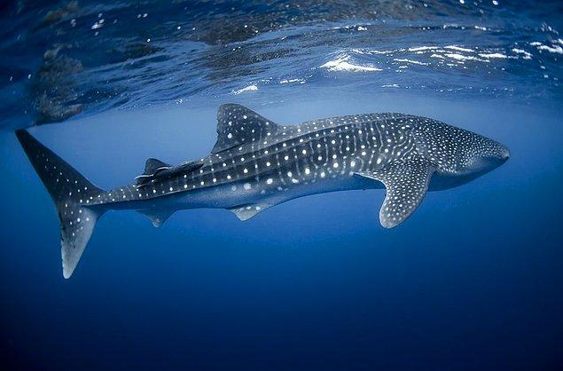 13. Balina köpekbalıkları 100 yıla kadar yaşayabilir.