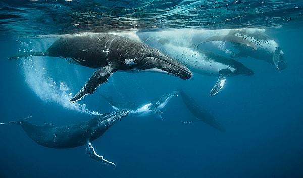 14. Gri balinalar hep üçlü çiftleşir: iki erkek ve bir dişi olarak.