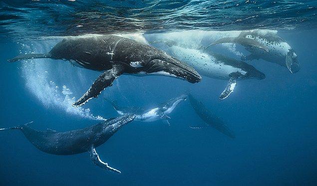 14. Gri balinalar hep üçlü çiftleşir: iki erkek ve bir dişi olarak.