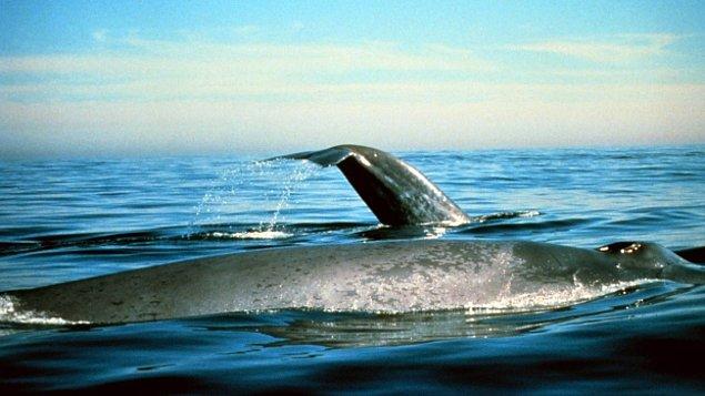 15. Mavi balinalar güneşlenebilir.