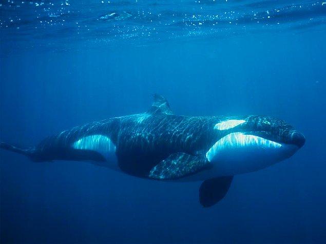 20. Dişi katil balinalar, kısa yüzgeçli pilot balinalar ve insanlar menopoz dönemi sonrasında yaşayabilen tek canlı türleridir.