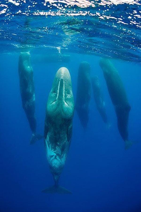 22. 2008 yılında yapılan bir araştırmaya göre, ispermeçet balinaları genelde gün boyunca, sığ bir 'akıntı dalışı' yüzeyi altında dikey pozisyonda uyurlar.