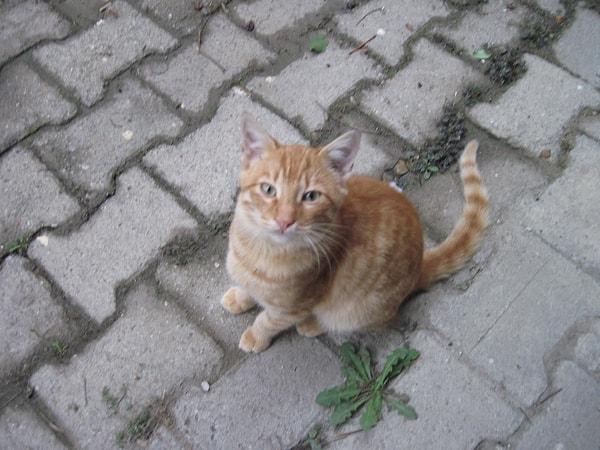 1. Sokakta minnoş bir yavru kedi gördün, ne yaparsın?