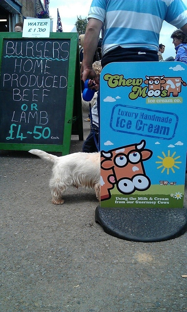 14. Собака с головой коровы 🐶🐮