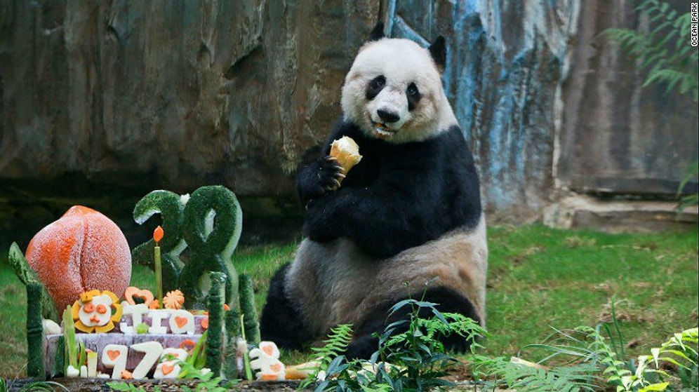 Dünyanın En Yaşlı Pandası 38 Yaşında Hayatını Kaybetti