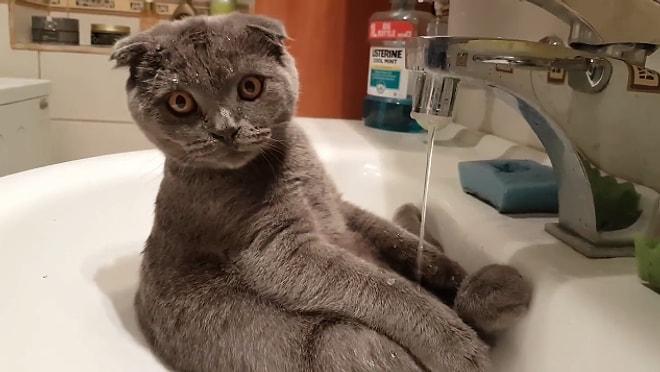 Kendi Başına Lavaboda Duş Alan Sevimli Kedi