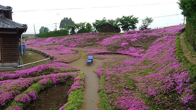 Artık aşkları pembe çiçeklerin kokusunda da yaşıyor.