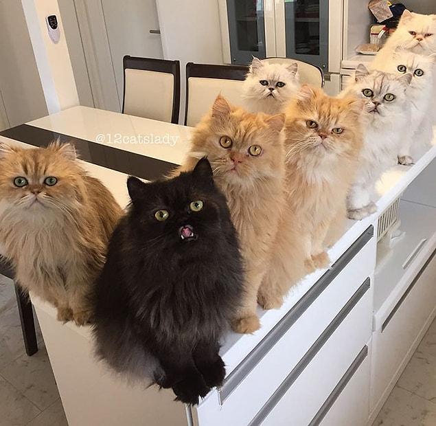 As owner of 12 kitties, this Japanese lady describes herself as a "proud full-time mom."