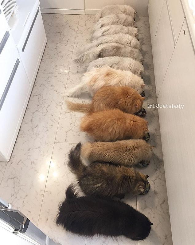 This big hearted lady is trying to show people what it's like to live with 12 Persian cats...