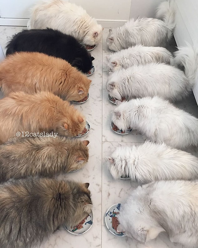 ...And break the "cat lady" stereotype.