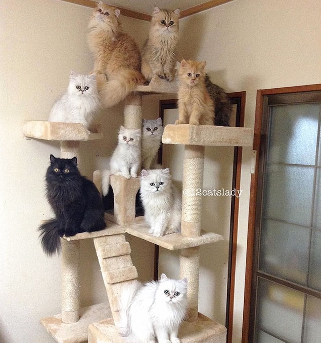 ...to make sure no more kitties come popping out.