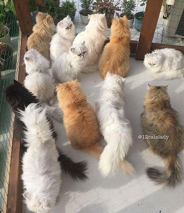 Some names of these fluffy kitties are Yuki, Shou, Momo, Yuri, Ai, Bruce...