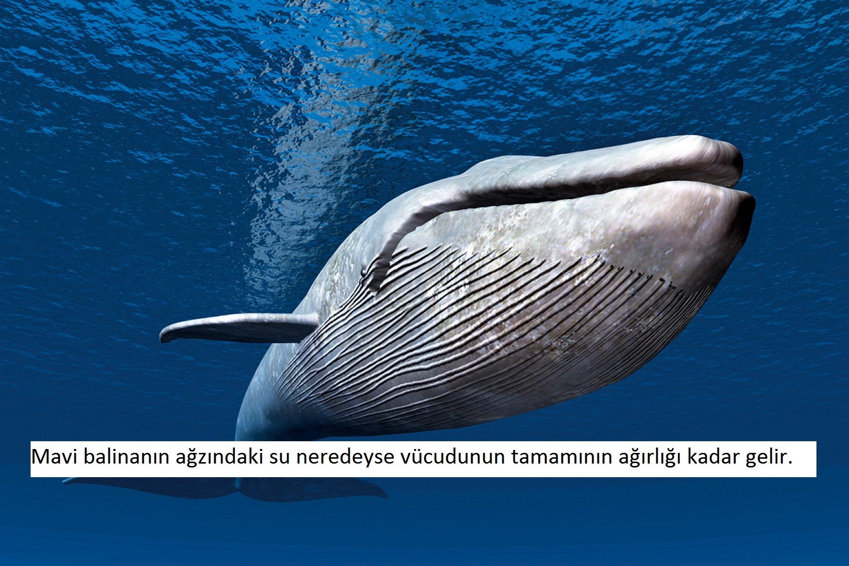 Manatee - iyi huylu deniz inek Manatee - iyi huylu deniz inek