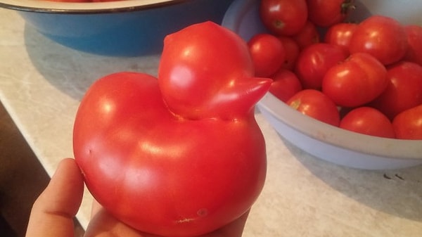 21. Domatesten ördek.🍅🍅🍅