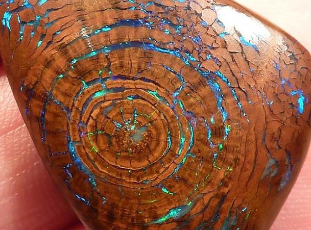 9. Opalised Fossil