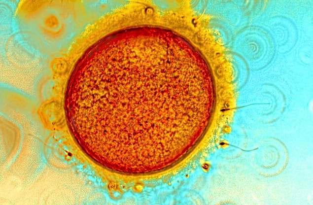 1. Yeryüzünde yaşayan herkesin hayatının başlangıcı! Canlı bir yumurta ve onu döllemeye çalışan birkaç sperm.