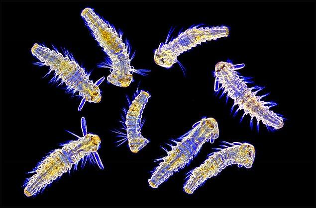 11. Deniz planktonu larvaları merceğin altında birer canavara dönüşmüş.