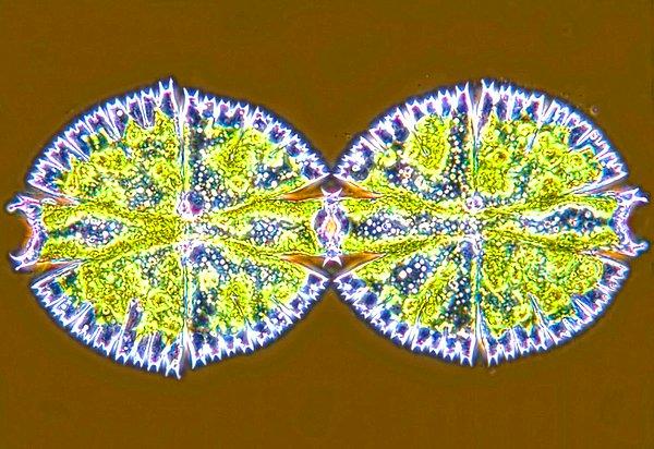 13. Tek hücreli tatlısu alginin ikiye bölünürken sergilediği kusursuz simetri.