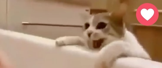 Küvetteki Dostunu Boğulmaktan Kurtaran Minnoş Kedi