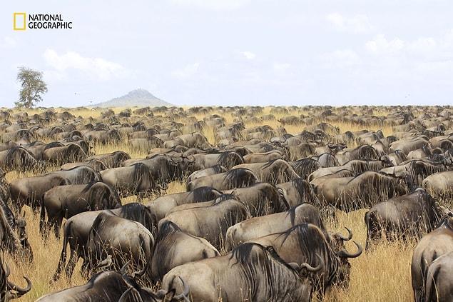11. Wildebeest Migration, Hugh McCrystal
