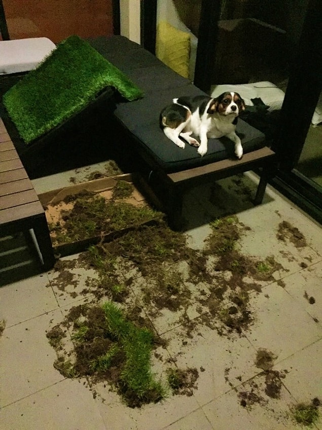 4. "Ona sahte çim tuvaletini beğenmediği için gerçek çim aldık. Daha ilk günden yaşanan olay. Oturma odamızı görmeliydiniz."