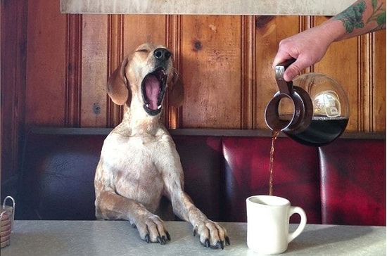 Вы кофеман? Тогда вам сюда. 10 комиксов о кофейной зависимости