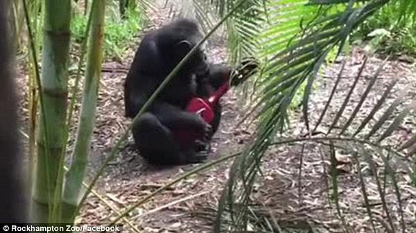 1. Hiç şüphe yok ki şempanzeler çok zeki ve yetenekli hayvanlar. İlginç hobiler edinebiliyorlar.