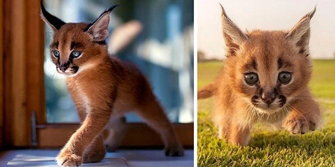 Kedigiller Familyasının En Güzel Türü Karakulaklardan 17 Minnoş Bebek