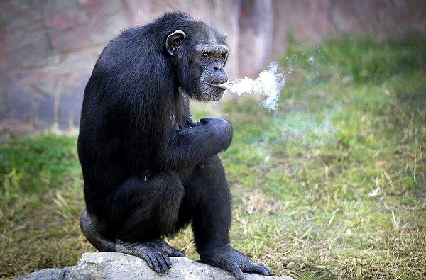 23. Kuzey Kore'de bir hayvanat bahçesinde yaşayan 19 yaşındaki Azalea adlı şempanze günde bir paket sigara içiyormuş. Hayvanat bahçesi görevlileri 'içine çekmediğini' ileri sürüyor.