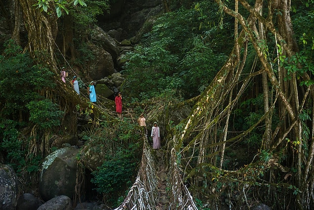 1. Khasi Köprüleri - Hindistan
