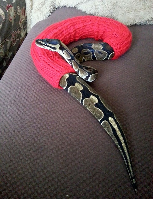 🐍🐍🐍