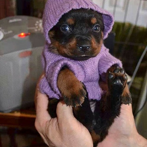 😍🐶