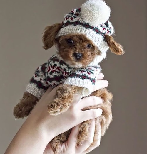 🐶🐶