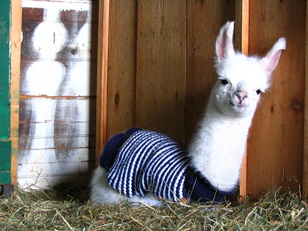 21. Bebek lama!