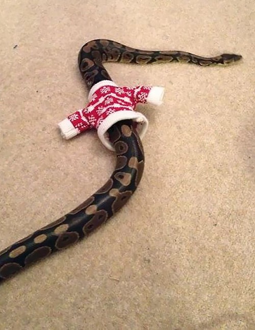 🐍🐍🐍