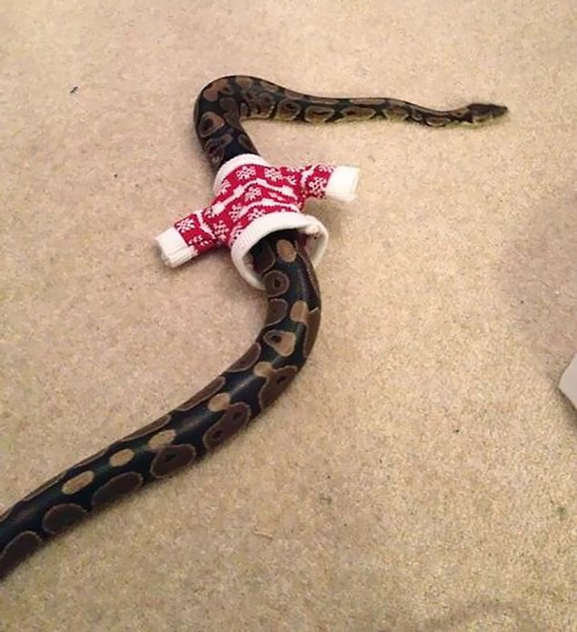 11. 🐍🐍🐍