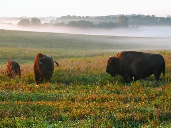 5. Среди всех существ, обитающих на земле, в небесах и воде, существовал реальный и активный принцип. В мире животных и птиц были живы братские чувства, а потому лакота могли чувствовать себя среди них в безопасности. Лакота были настолько близки со своими пернатыми и мохнатыми братьями, что понимали их без слов.