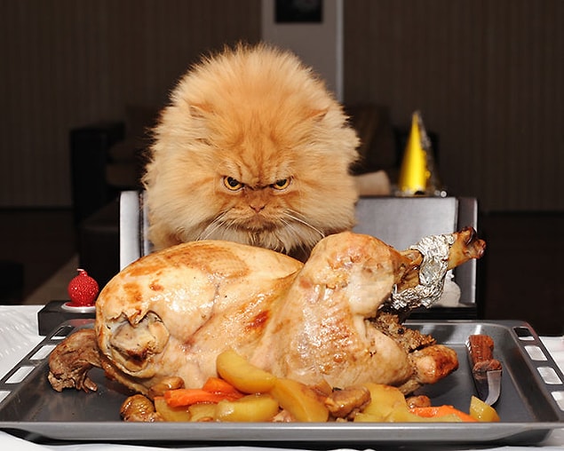 18. Garfi