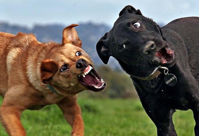 Köpekler Neden Otomobilleri Kovalar? Anlam Verilemeyen Âdetin Nedenini Bilim Açıklıyor