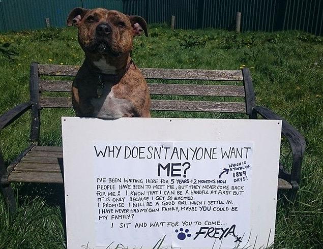 Freya the pooch spent the first 6 years of her life in a shelter.