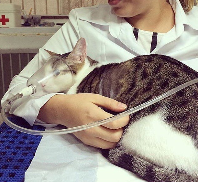 9. Birçok veteriner hayvanın tedavisini karşılayabilmek için maddi kaybı tercih eder.