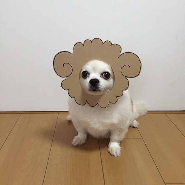 12. Beeeeee.