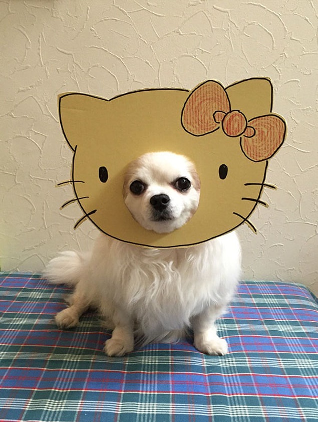 16. Hello Doggy!